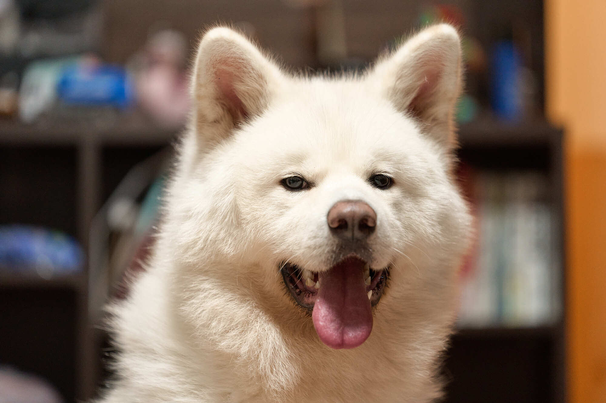 秋田犬はどんな性格？